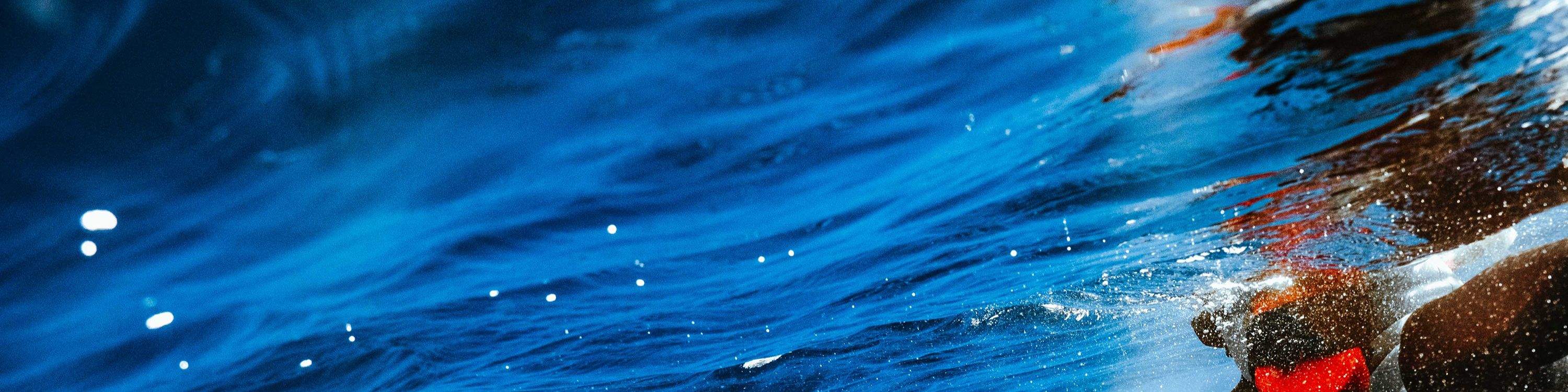 Guests marveling at playful dolphins swimming nearby during a guided snorkel session