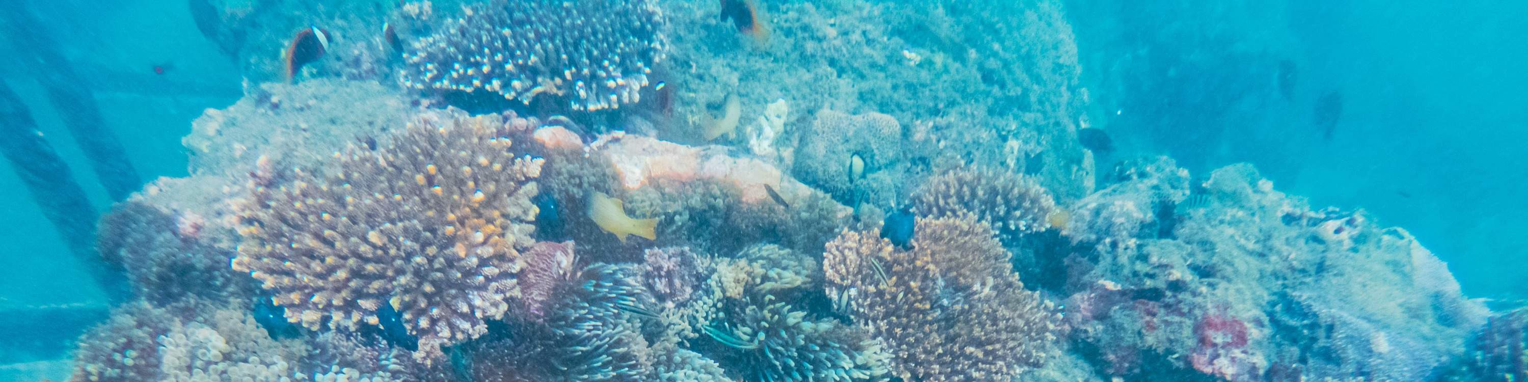 Остров Черепах, Лодка со Стеклянным Дном, Круиз по Мангровым зарослям от JTB Indonesia