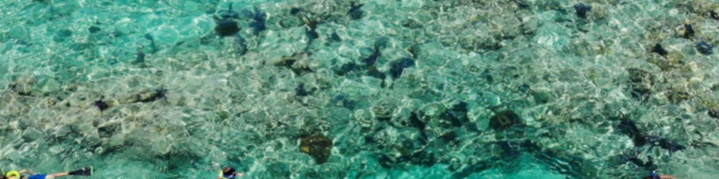 Observez de majestueuses tortues marines et de gracieuses raies aigles dans leur habitat naturel