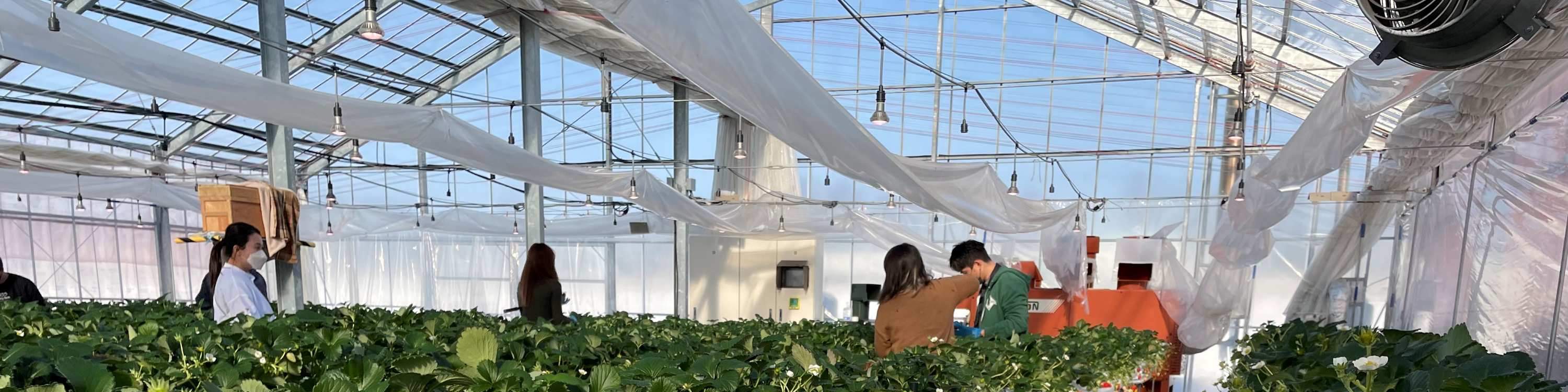 ประสบการณ์เก็บและเปรียบเทียบรสชาติสตรอว์เบอร์รีในฤดูหนาว (บริเวณใกล้เคียงซัปโปโร)