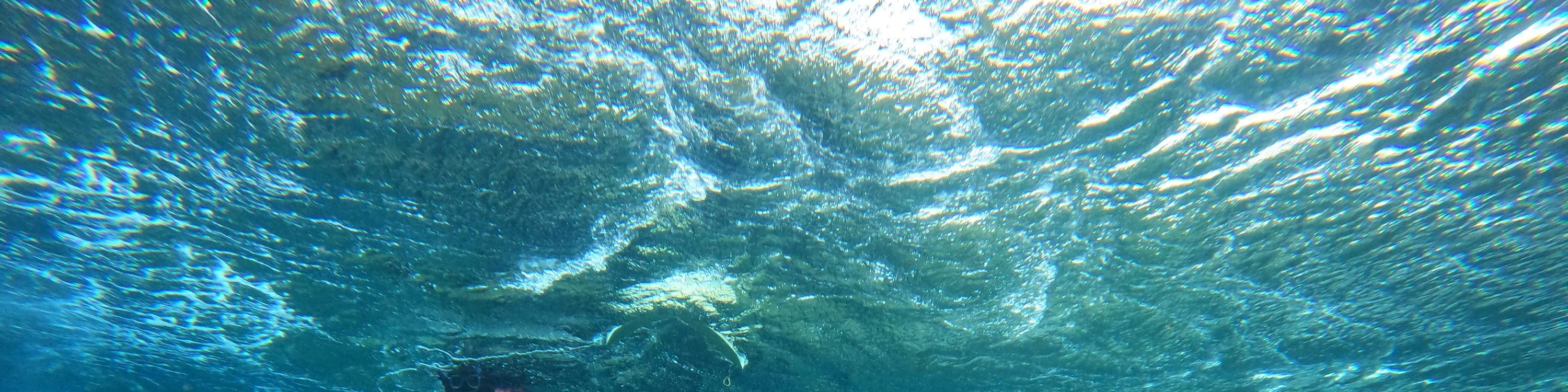 Sea Snakes in the Water