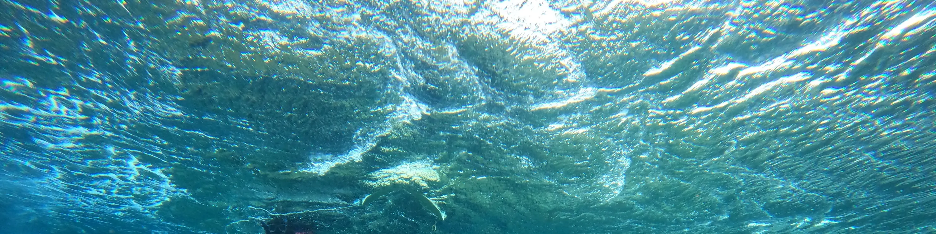 水中的海蛇