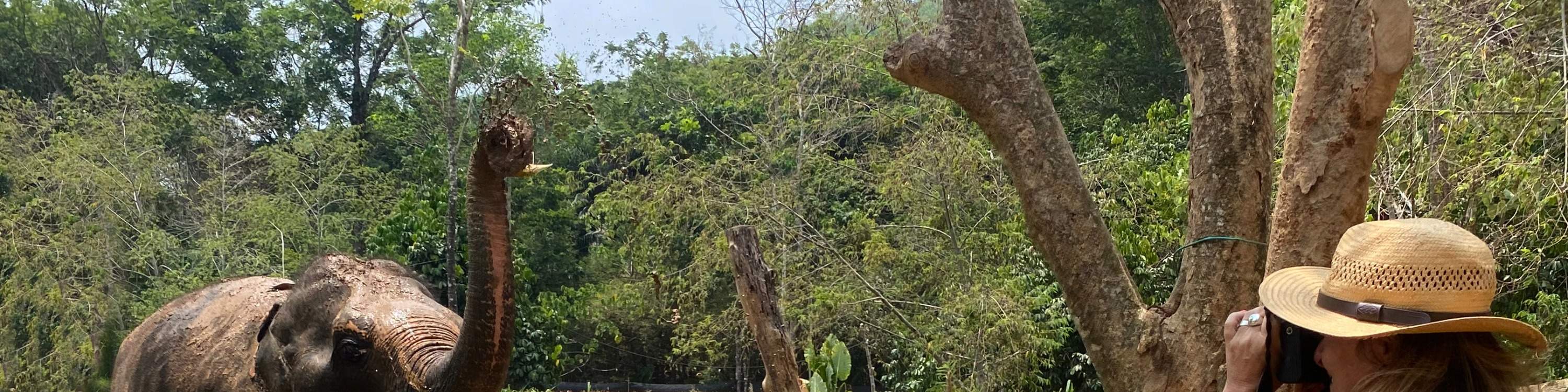 Mujer tomando fotos de elefantes