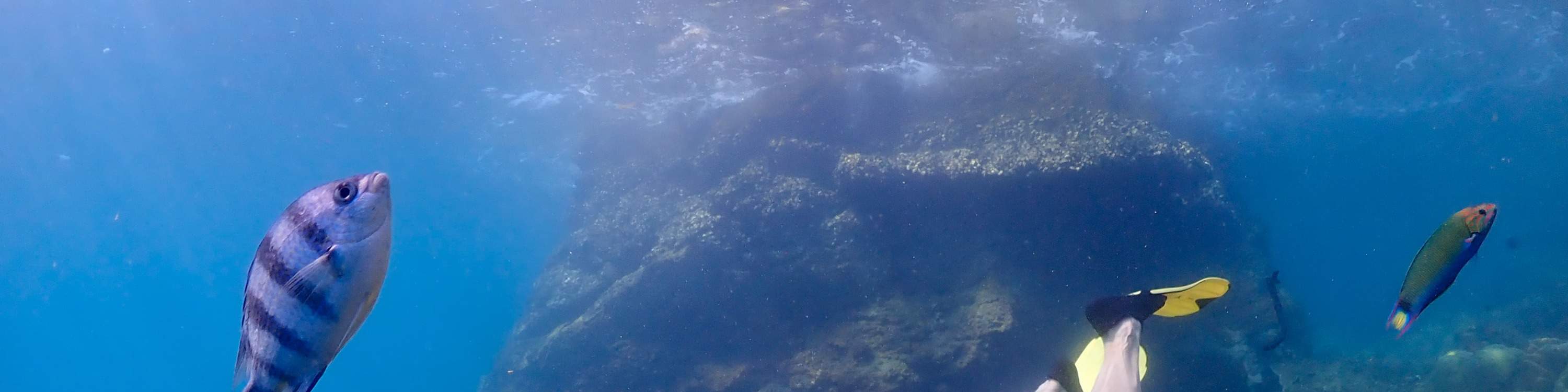 尼莫島體驗之旅（含無人機照片和午餐）