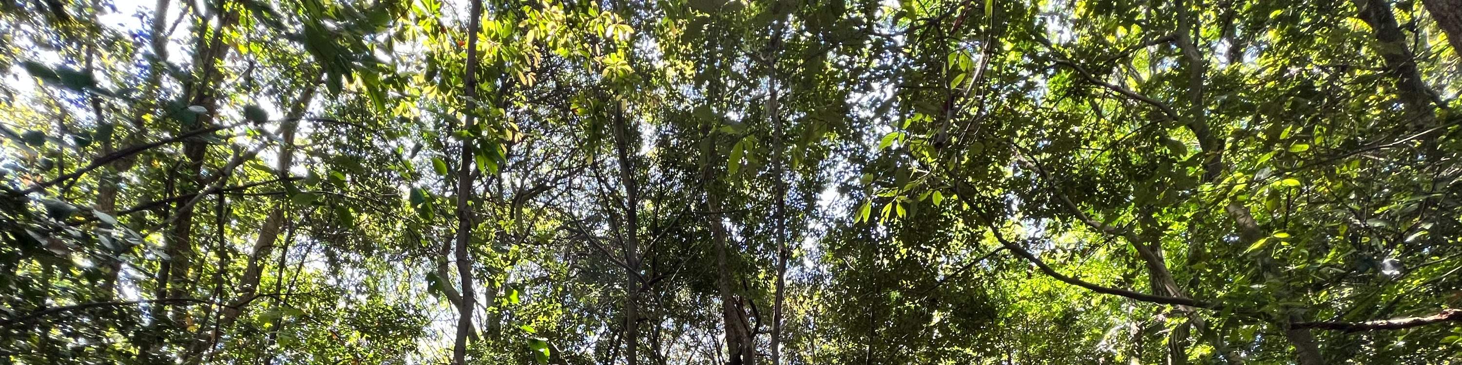 廣島春季早間徒步之旅 & 露天茶道