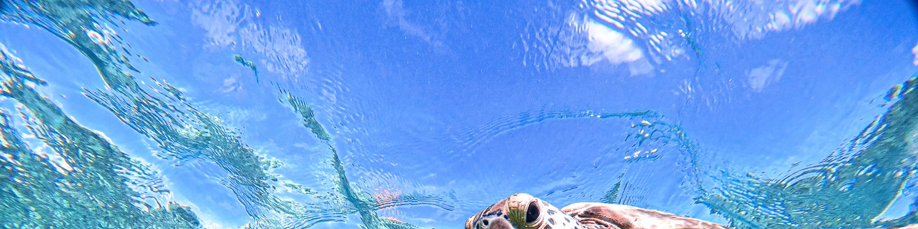 [宫古岛/1天]SUP和海龟浮潜