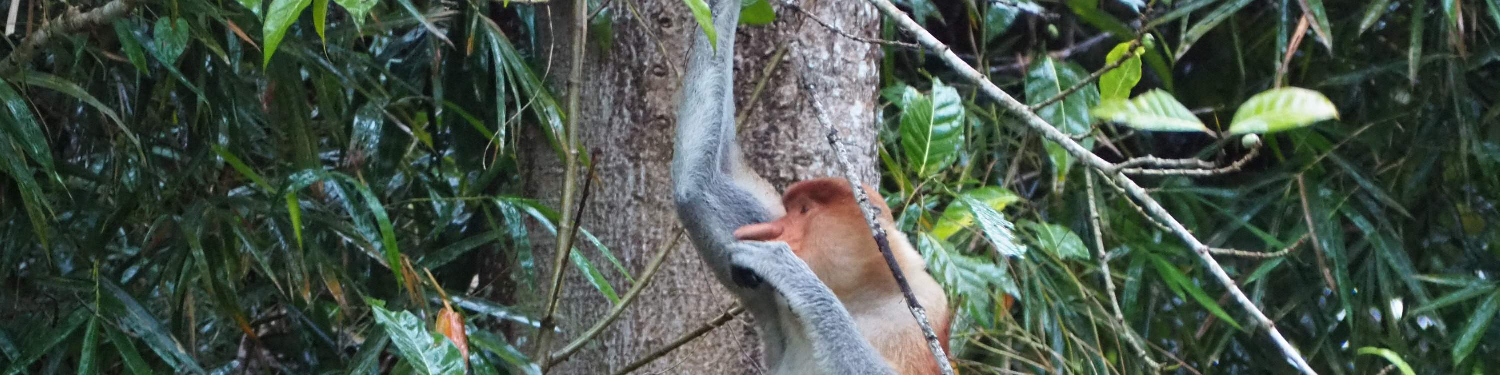 ボルネオ文化村＋ビンスルック川クルーズ コンボ日帰りツアー