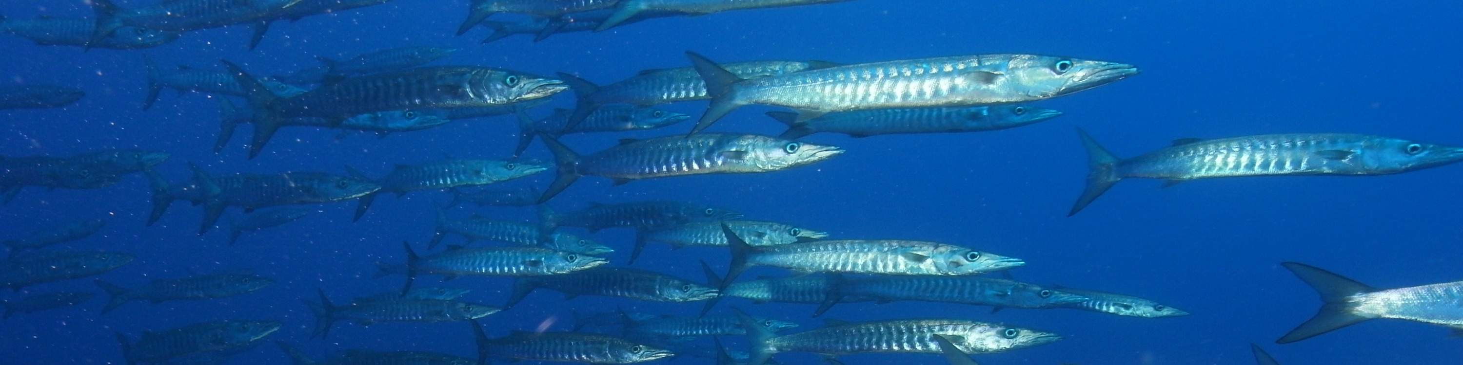島巡りから、色鮮やかなサンゴ礁でのダイビングまで、トゥンク・アブドゥル・ラーマン海洋公園では、楽園での一日をお楽しみいただけます。