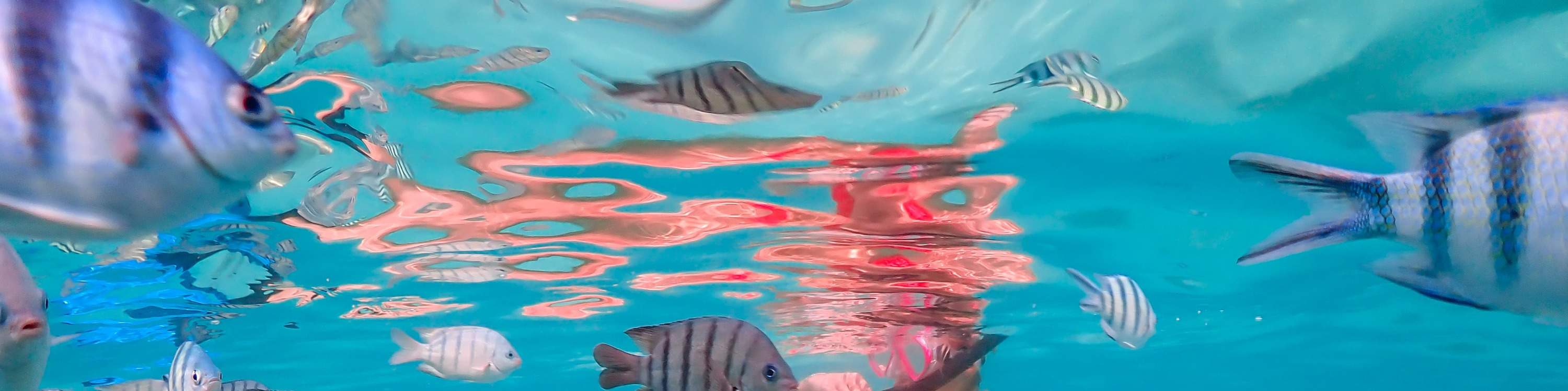 與尼莫一起潛水