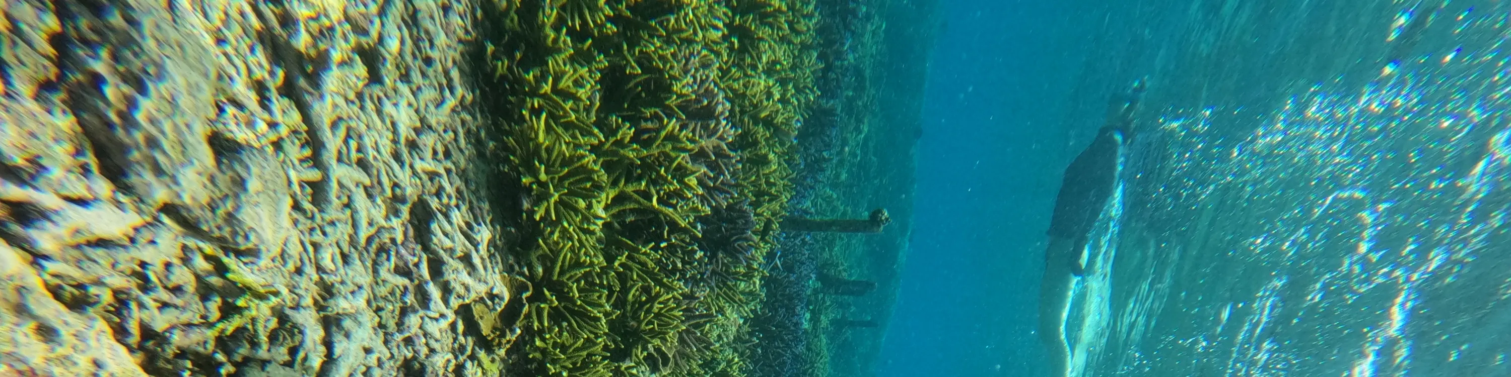 努萨佩尼达岛浮潜