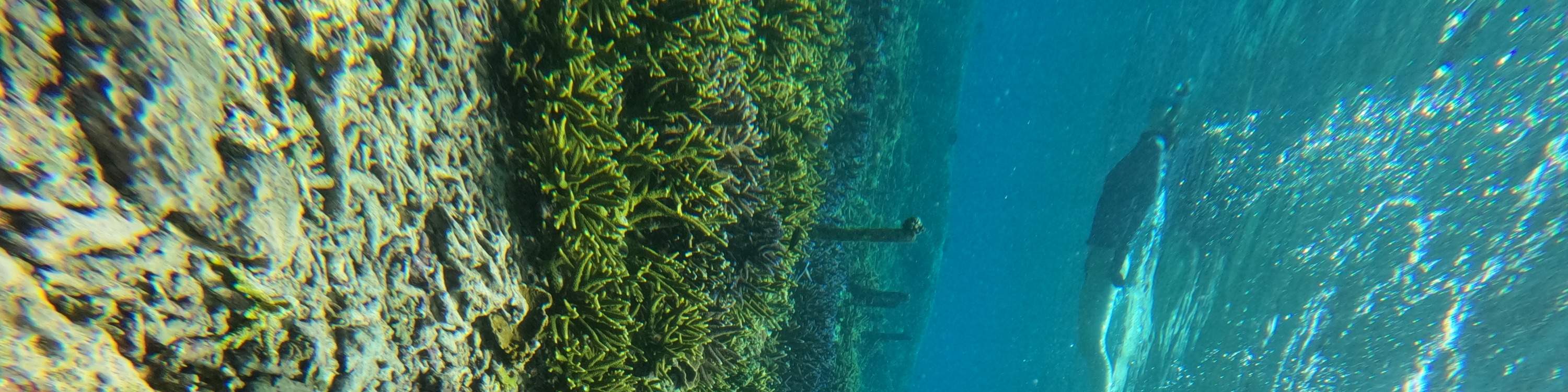 누사 페니다 스노클링