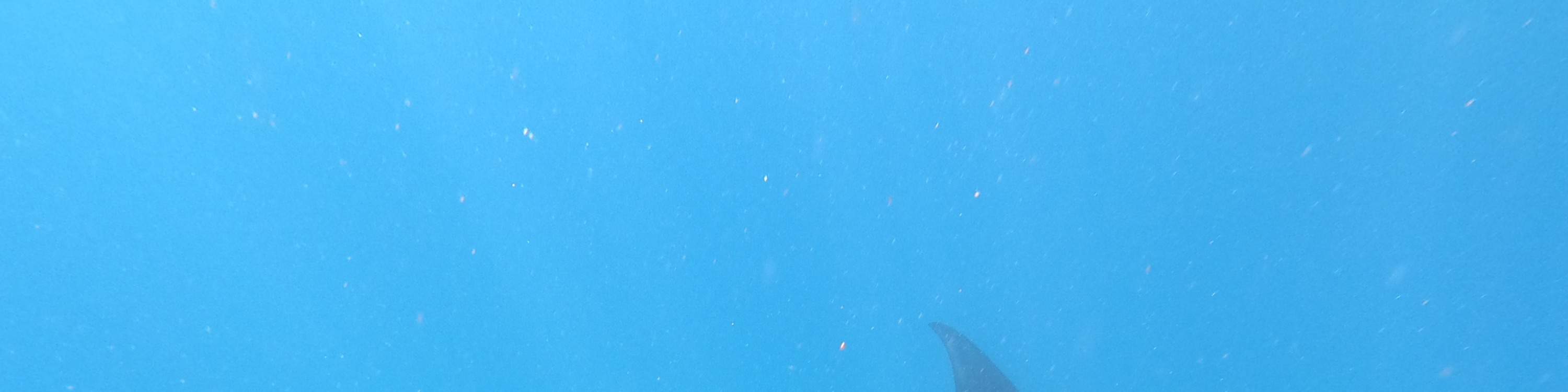 Tempat Snorkeling Lembongan Activity