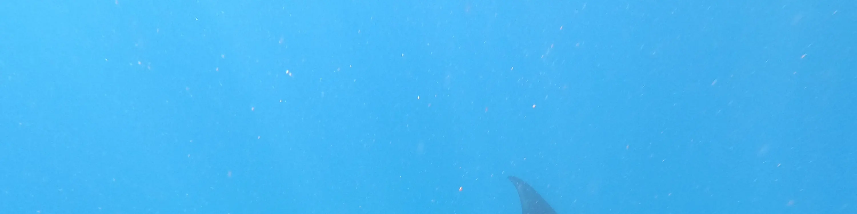 蓝梦岛活动浮潜点