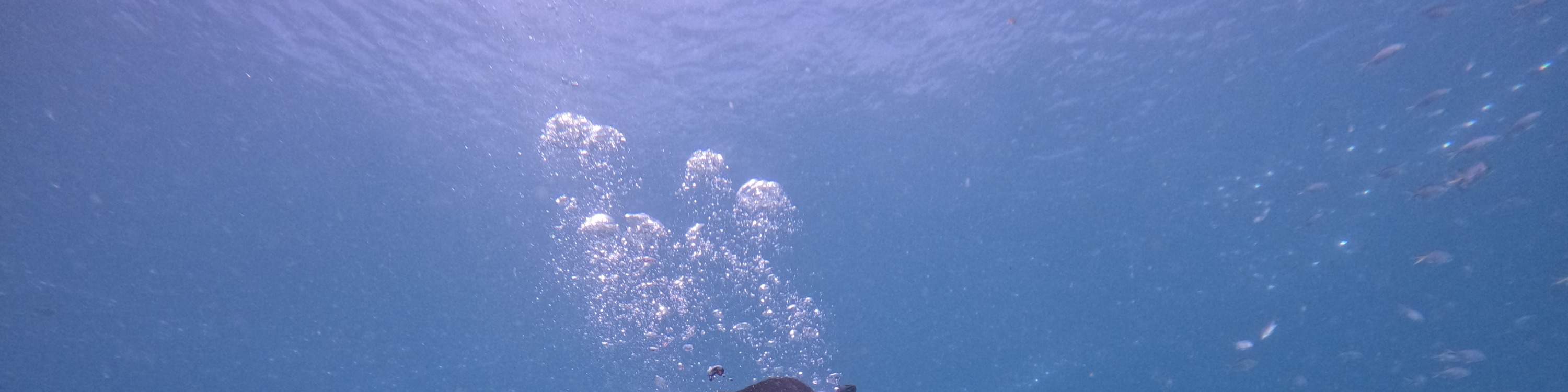 ドバイ発：スキューバダイビング＆シュノーケリング（BBQランチ付き）