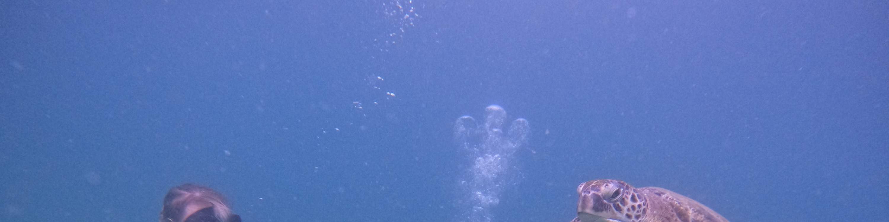 ドバイ発：スキューバダイビング＆シュノーケリング（BBQランチ付き）