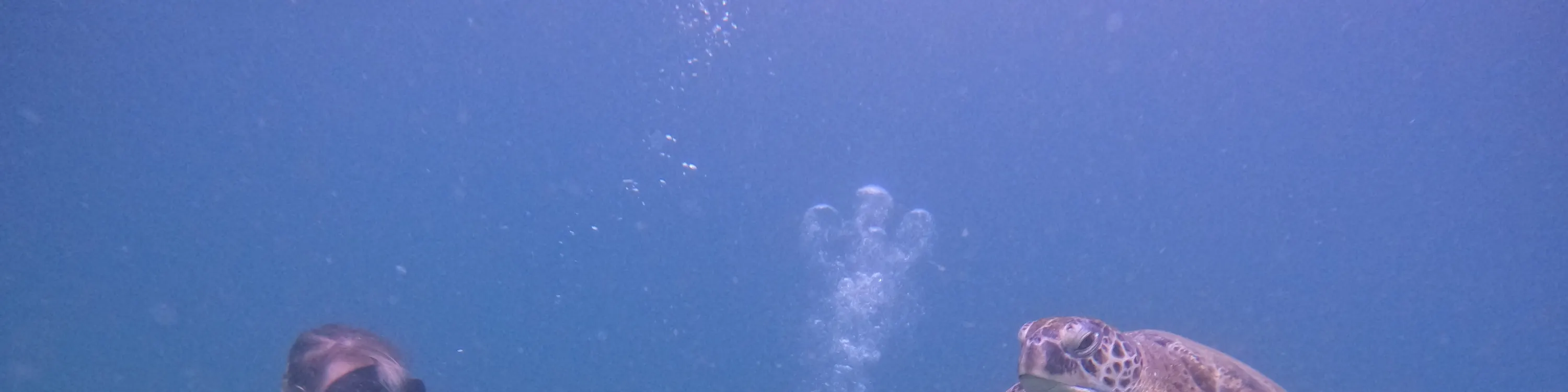 从迪拜出发：水肺潜水和浮潜，含烧烤午餐