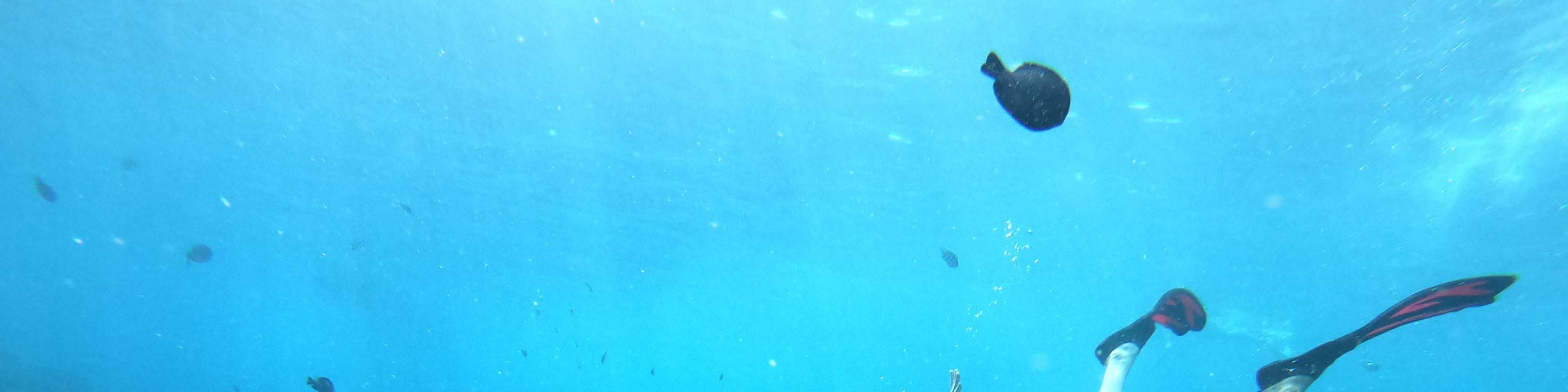 Puntos de esnórquel de Lembongan Activity