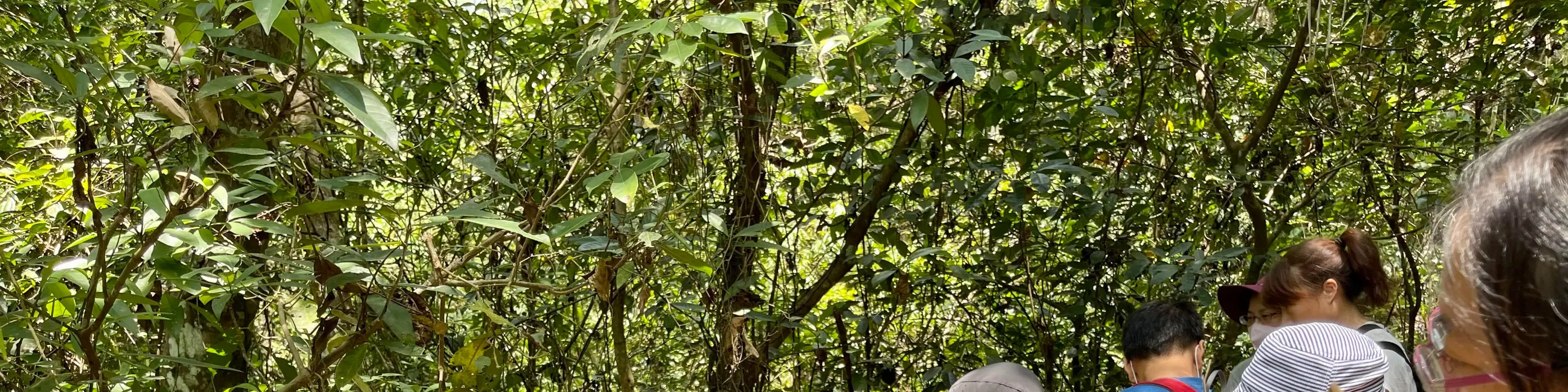 黑熊森林踏查｜台湾黑熊栖地生态解说一日游