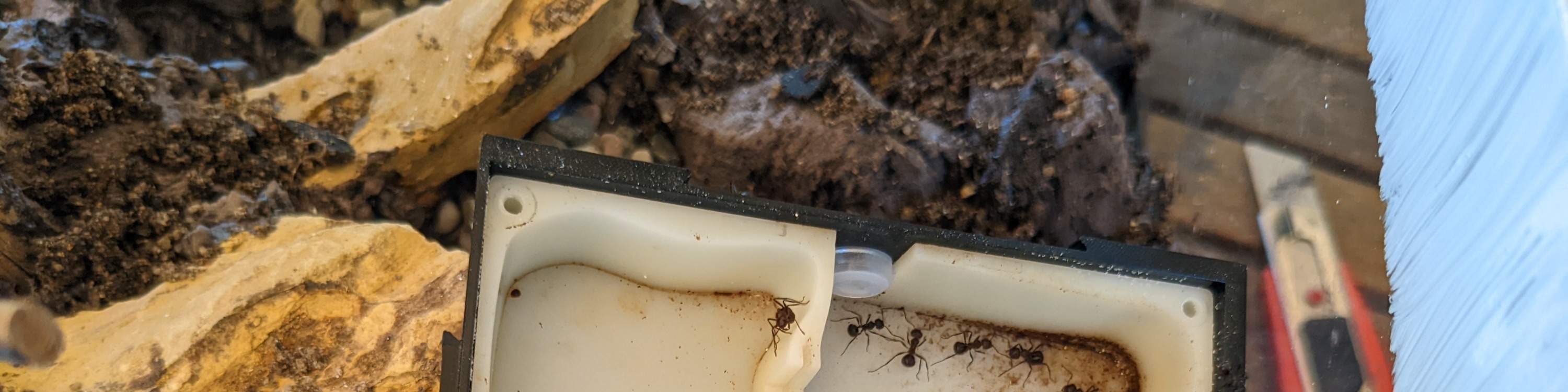 개미 체험 싱가포르