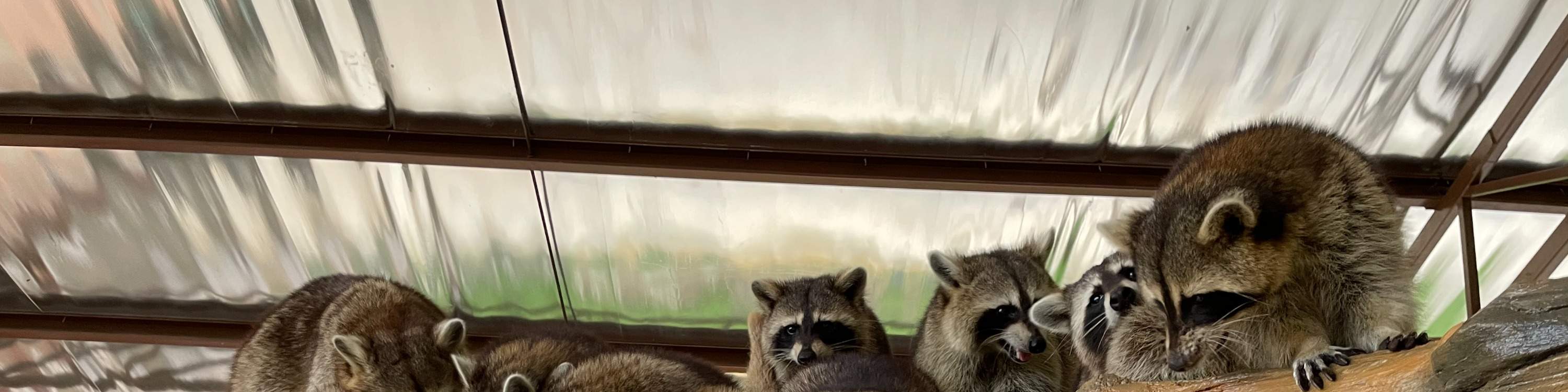 animaux de la ferme de Bentong