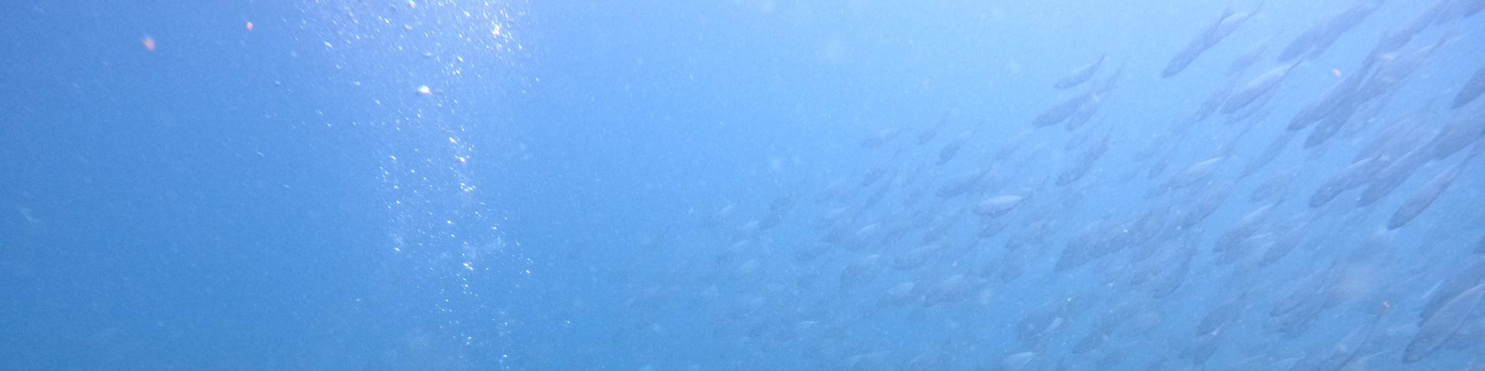 ドバイ発：スキューバダイビング＆シュノーケリング（BBQランチ付き）