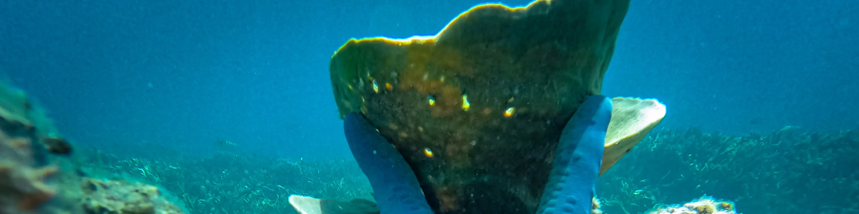 海星