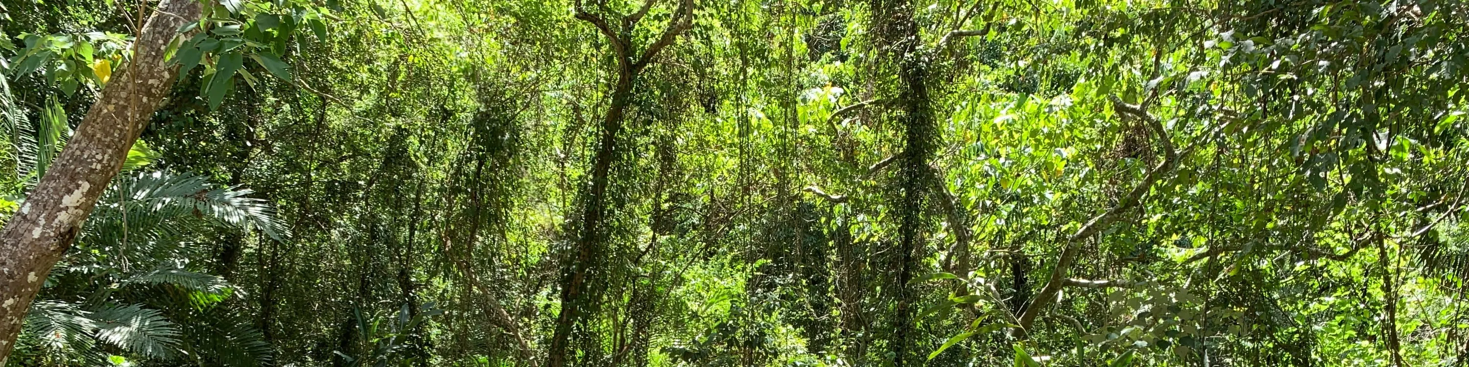 黑熊森林踏查｜台湾黑熊栖地生态解说一日游