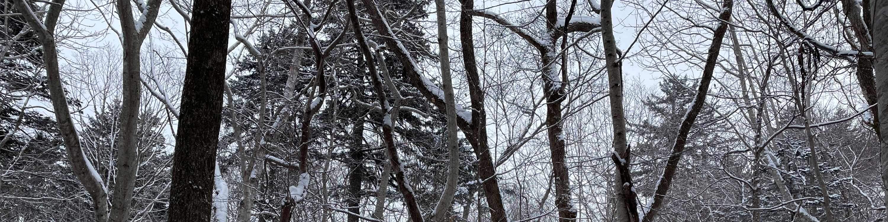 Otaru Forest Snowshoe (with transportation)