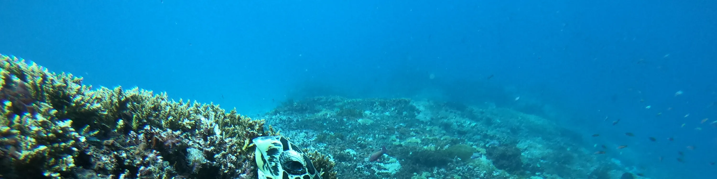 蓝梦岛活动浮潜点