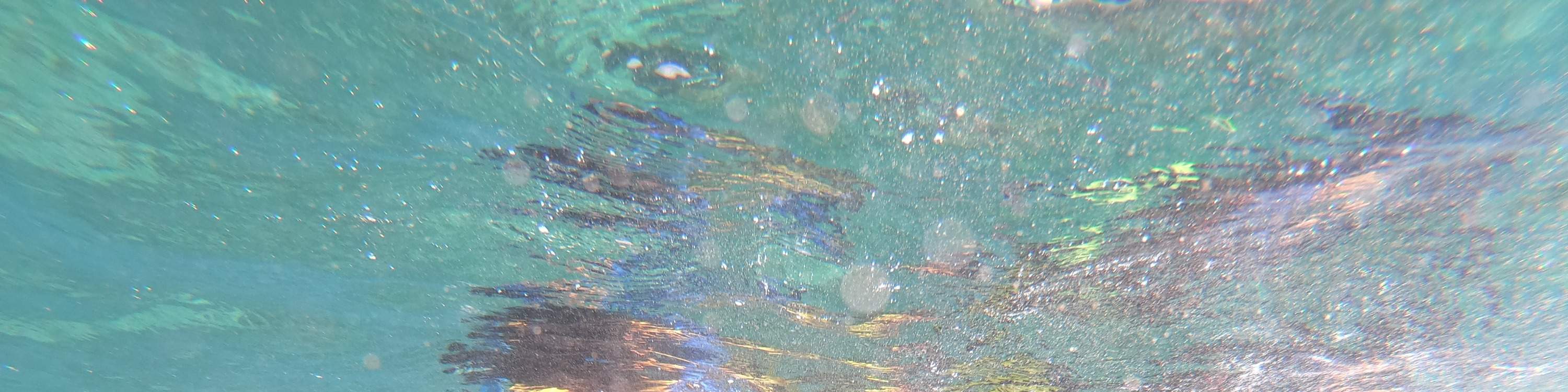 龜島 & 玻璃底船 & 紅樹林巡航之旅（JTB Indonesia提供）