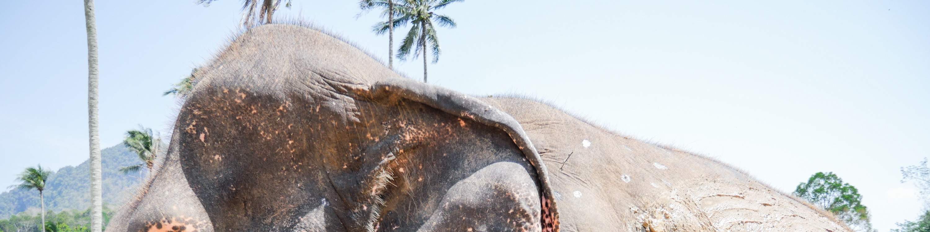 Pelajari perilaku gajah