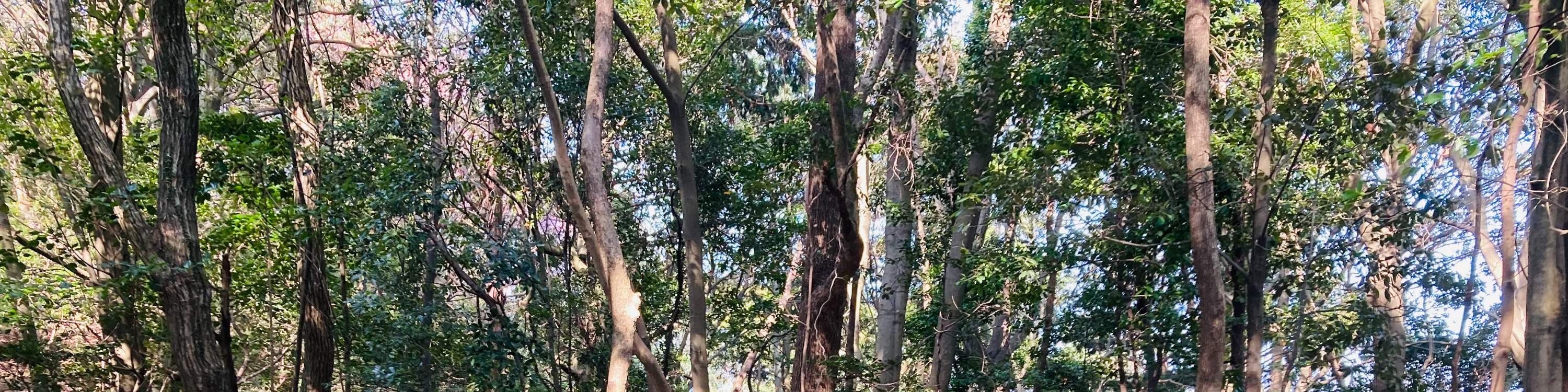 廣島春季早間徒步之旅 & 露天茶道