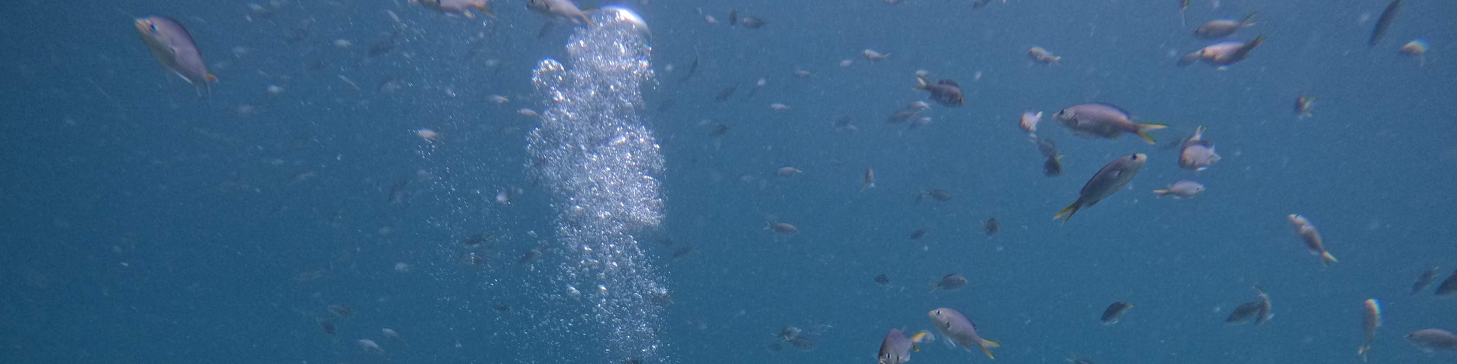 ドバイ発：スキューバダイビング＆シュノーケリング（BBQランチ付き）