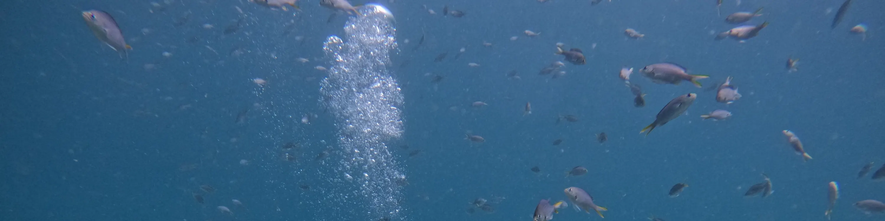 从迪拜出发：水肺潜水和浮潜，含烧烤午餐
