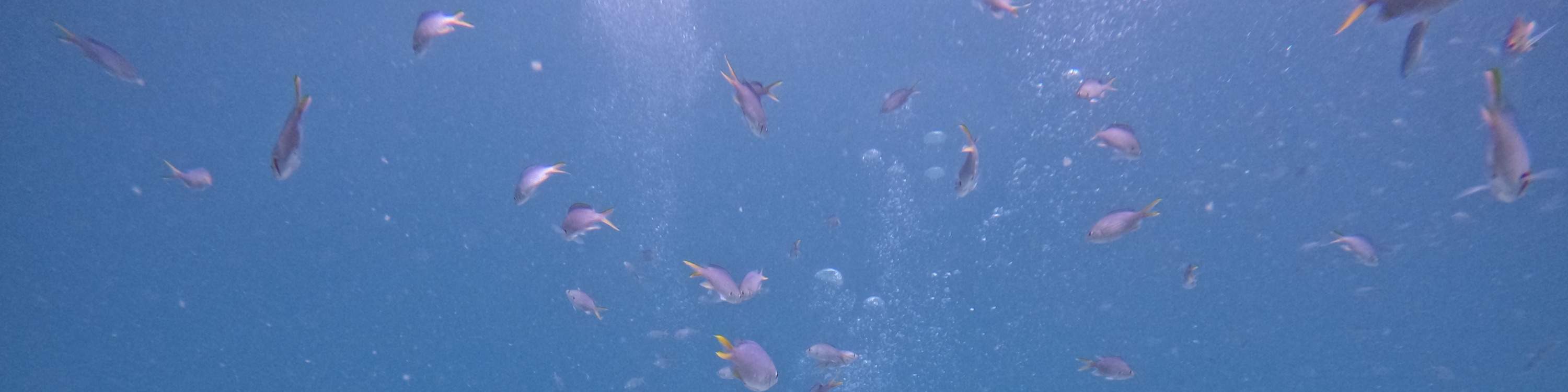 ドバイ発：スキューバダイビング＆シュノーケリング（BBQランチ付き）