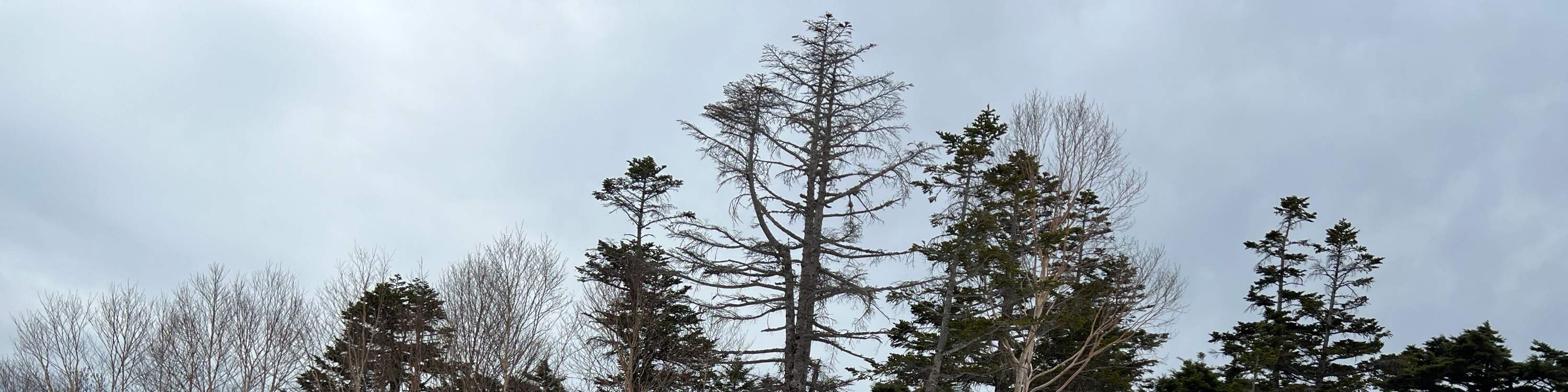 北海道｜札幌国际滑雪场中英文私人滑雪教练课程2.5/6小时