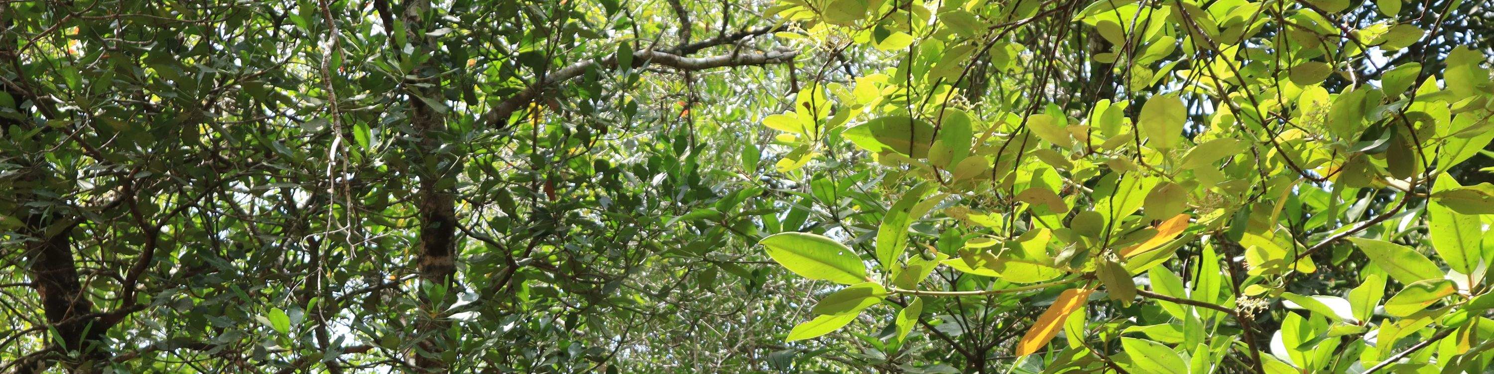 Aprender sobre la importancia de los manglares y cómo protegen nuestra costa.