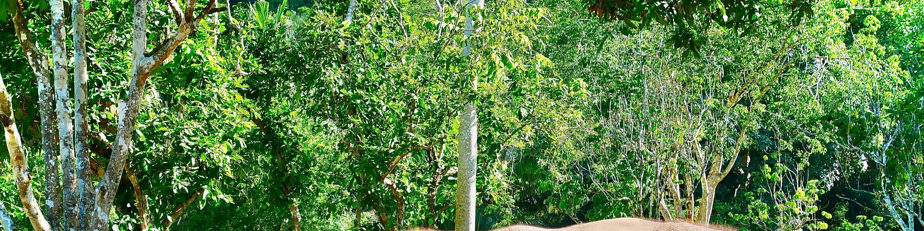 Phuket, cura degli elefanti