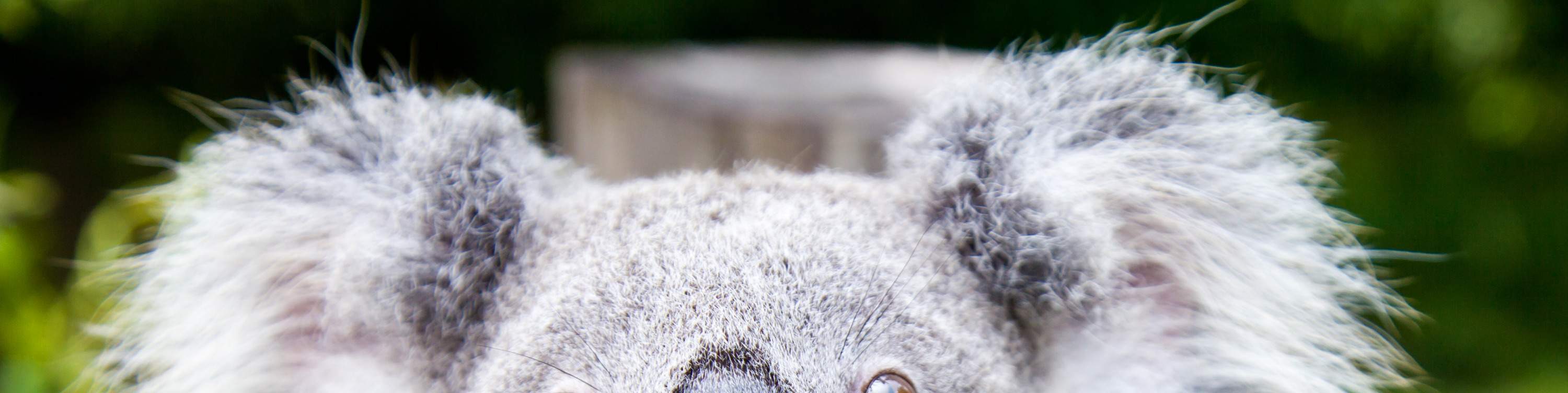 Guangzhou Chimelong Tagestour (Abfahrt Guangzhou / Shenzhen)