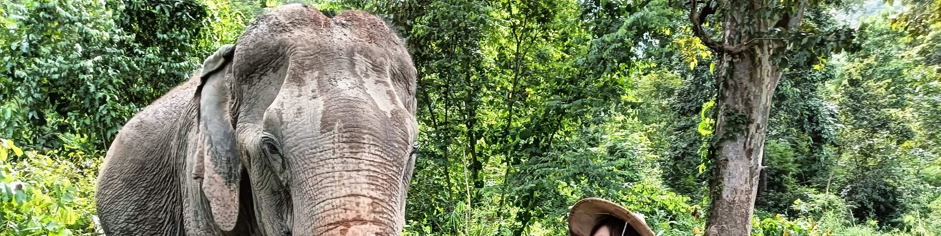 Join In From Entertainment Venue To Elephant Oasis: Chokchai Elephant