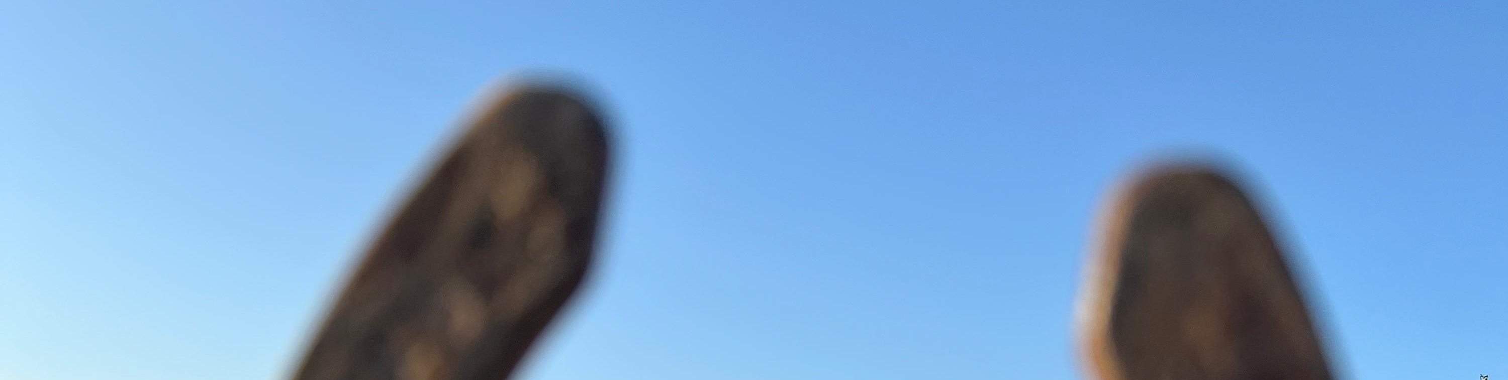 Excursión a caballo al atardecer o durante el día en Capadocia