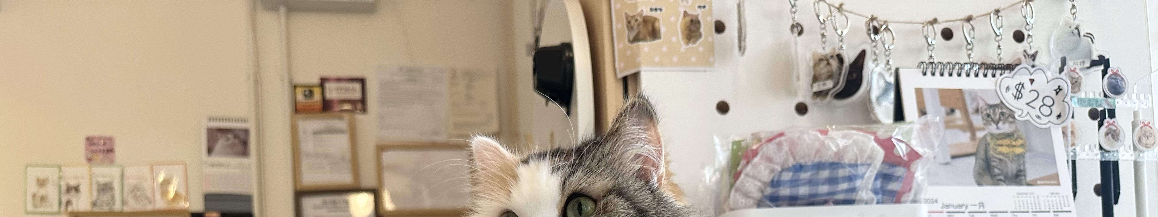 尖沙咀分店猫猫