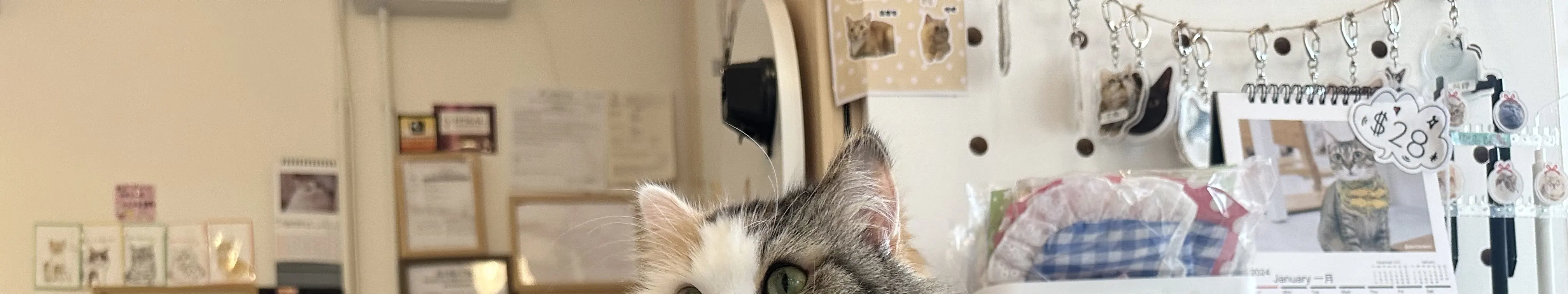 尖沙咀分店猫猫