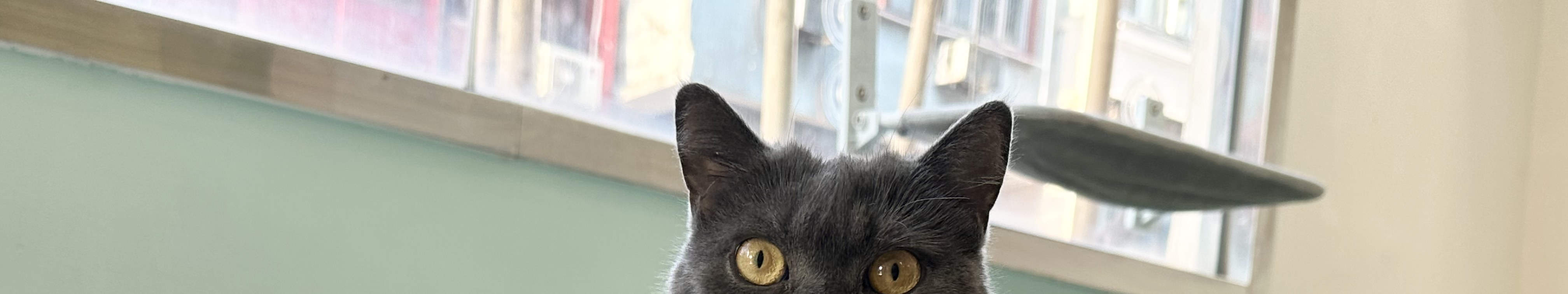 旺角分店猫猫