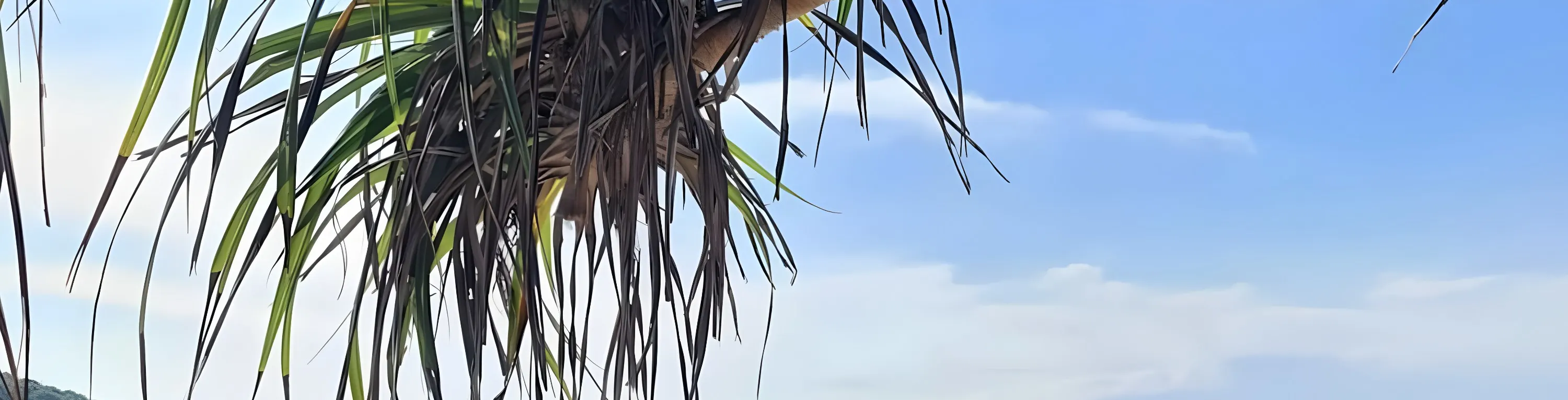 快艇私人旅游