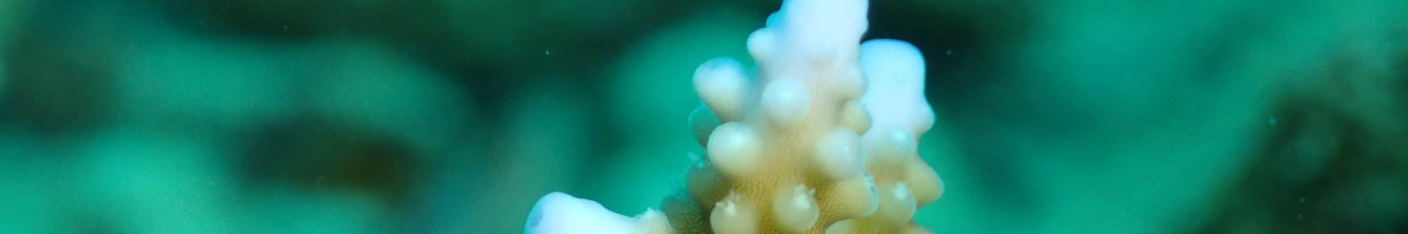 Ocean Quest Naturschutz-Tauchpaket