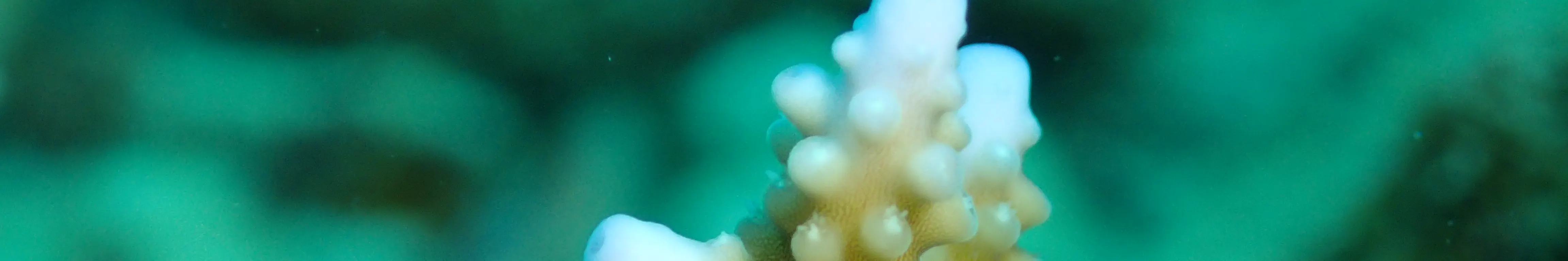 海洋探索保护潜水套餐