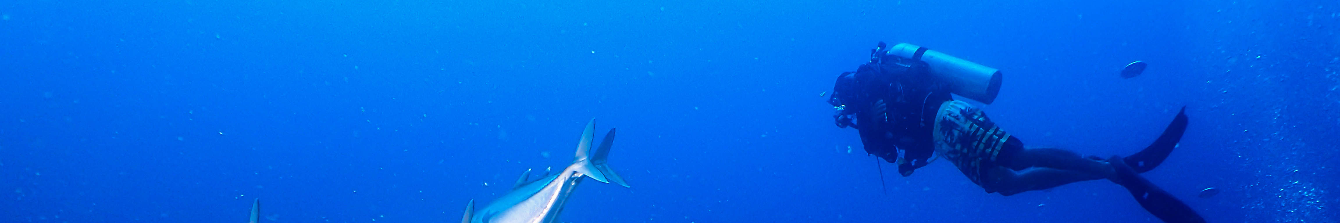 Chuyến đi lặn biển ngắm san hô