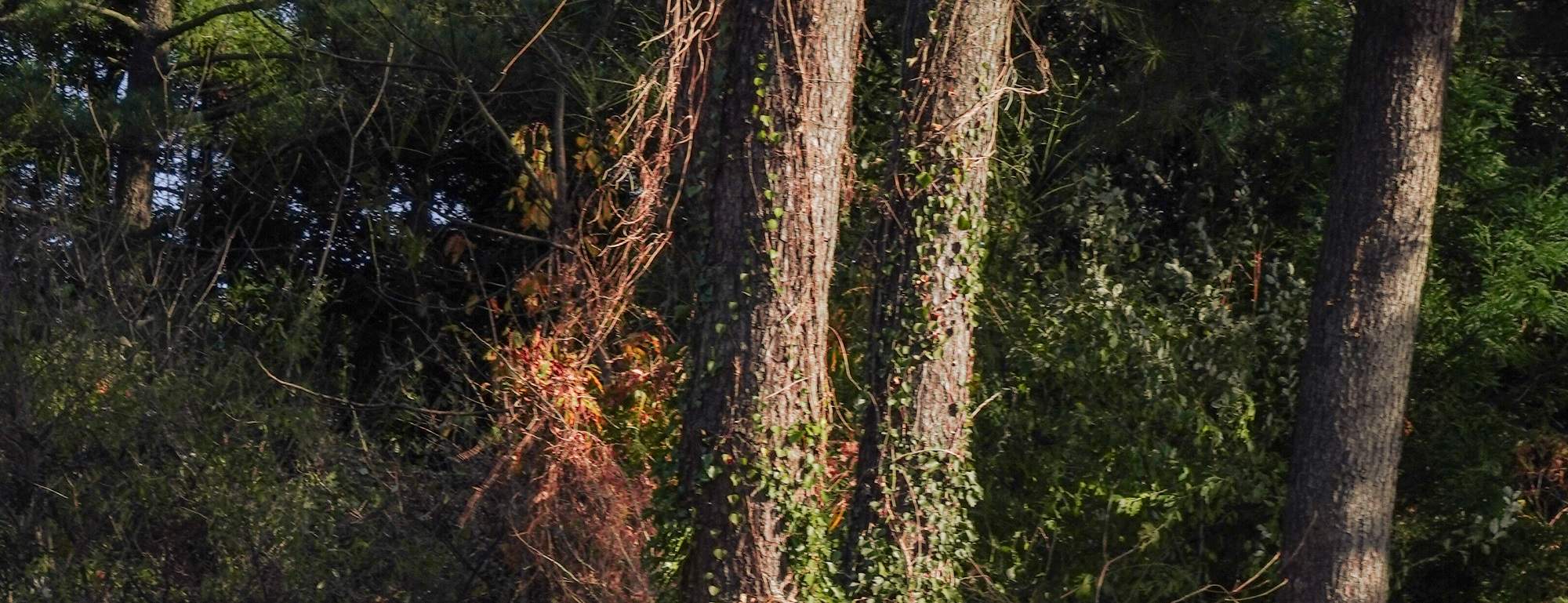 在竹林和牧場進行私人拍攝