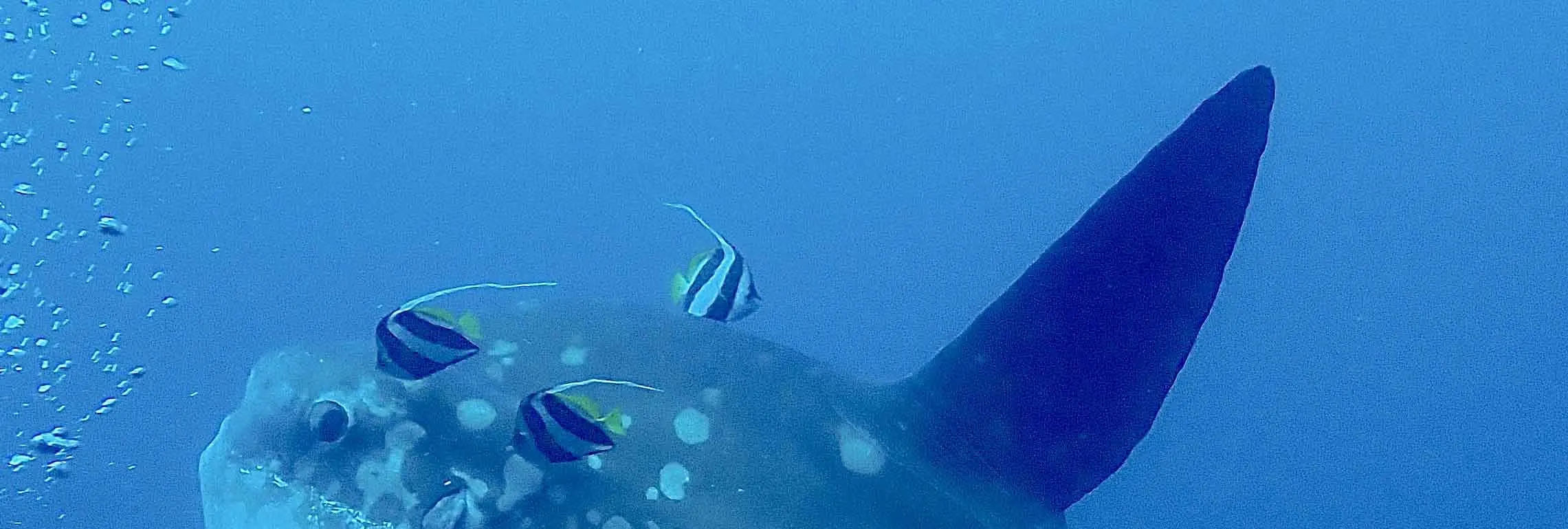 PADI 透过 2 次努沙佩尼达潜水体验水肺潜水